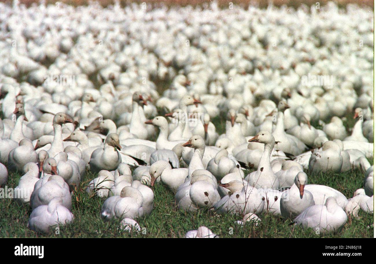 FILE - In this Oct. 12, 1999 file photo, snow geese graze in the Dead ...