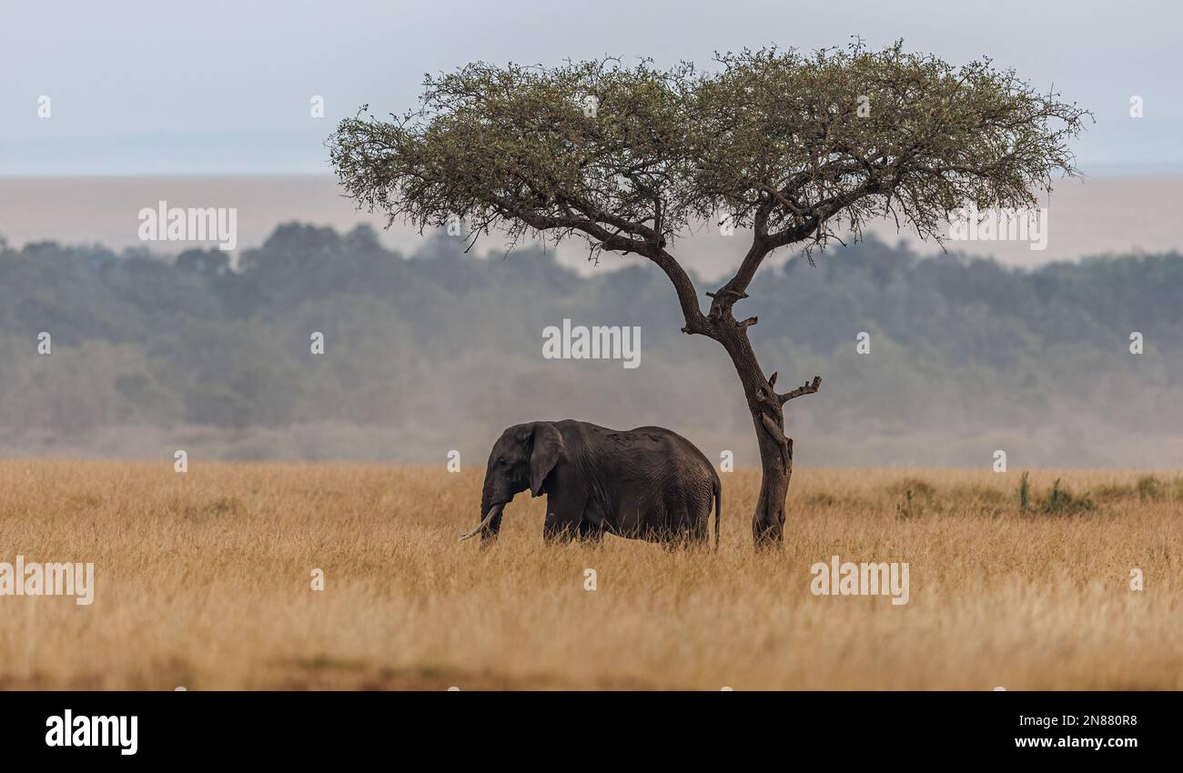 Elefant im Amboseli-Nationalpark, Kenia, Afrika Stockfoto