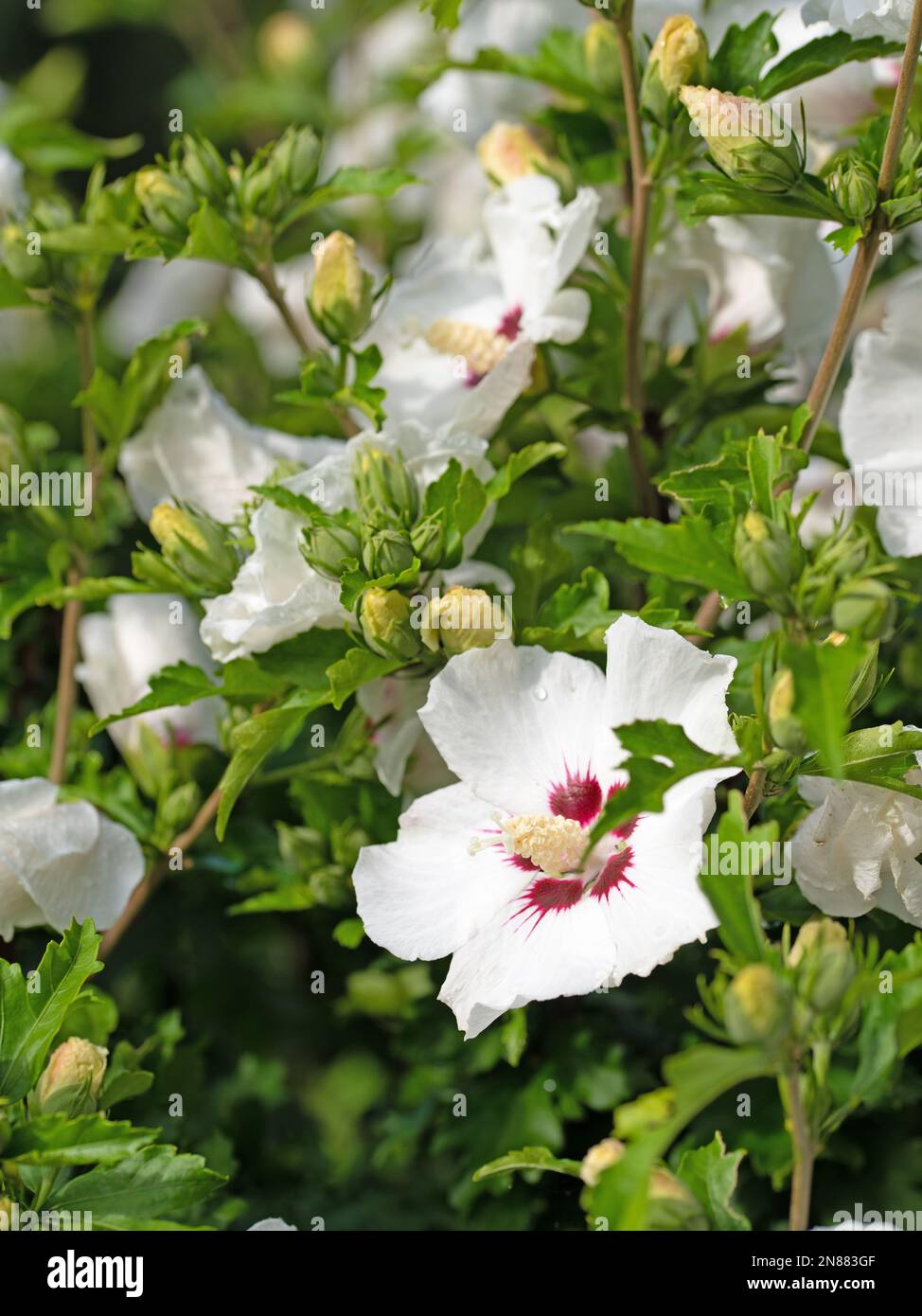 Weiß blühender Hibiskus im Garten Stockfoto