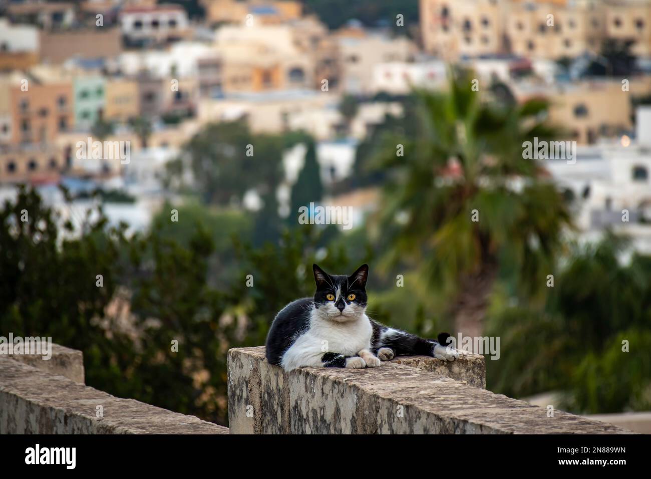 Eine schwarz-weiße Katze sitzt auf einem Stein in der Stadt. Stockfoto