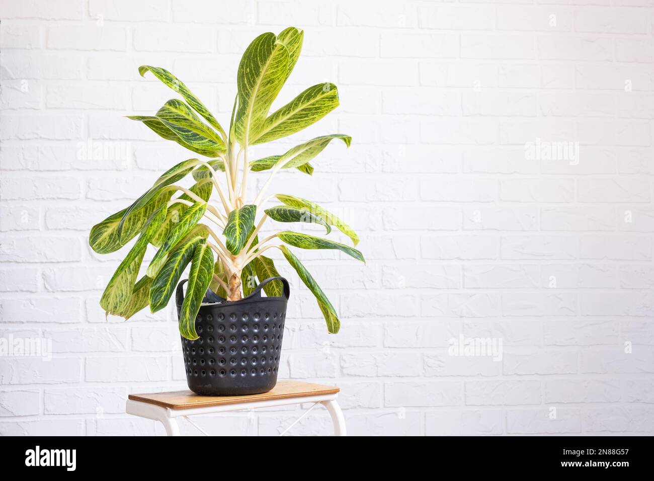 Aglaonema-Nahaufnahme im Innenraum auf dem Tisch. Zimmerpflanzen wachsen und pflegen für Zimmerpflanzen, grünes Zuhause Stockfoto