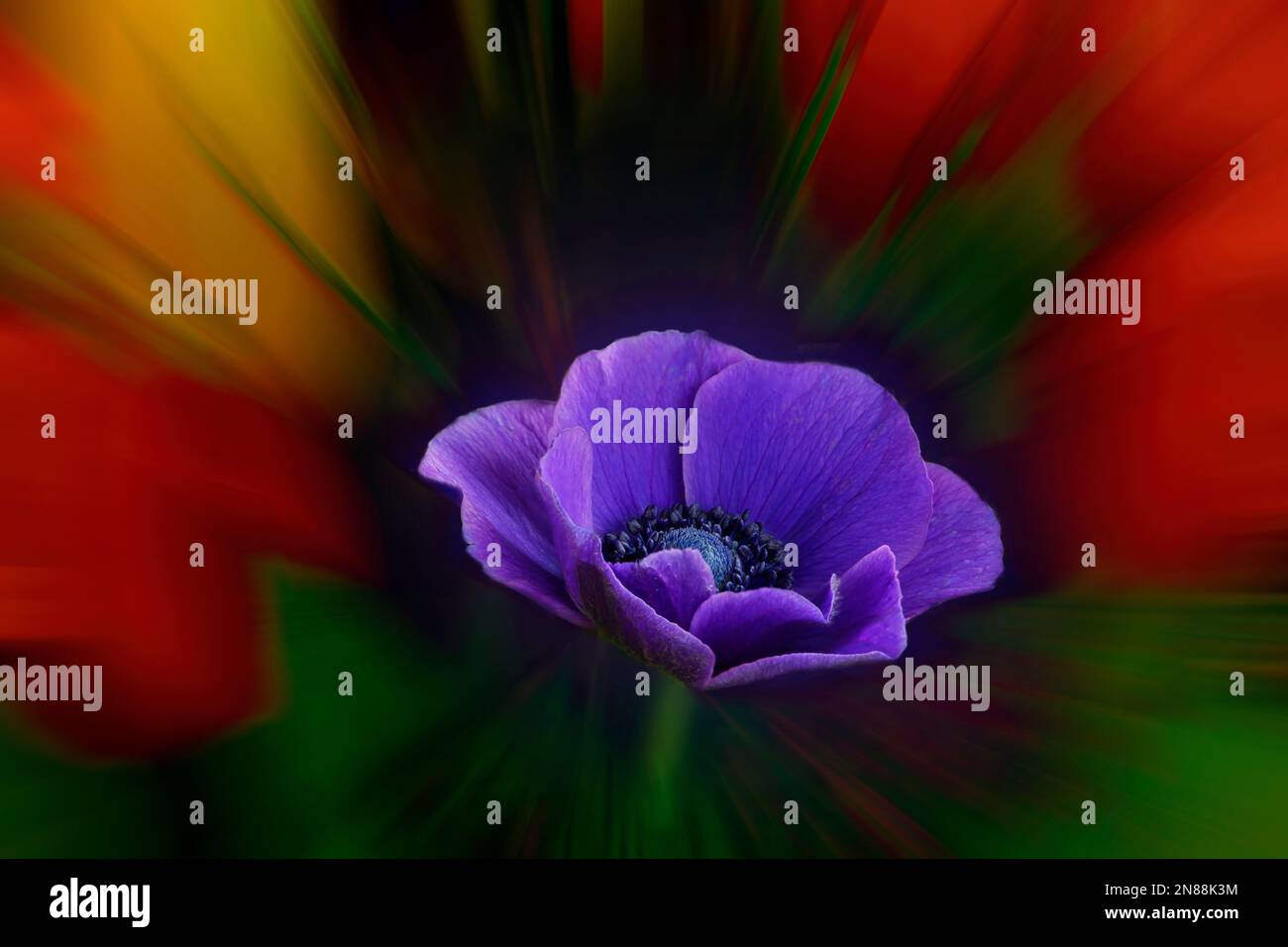 FOTOGRAFISCHE KUNST: Die Windblume (Anemone) Stockfoto