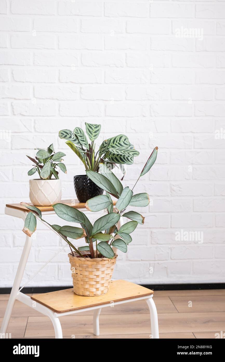 Calathea burle marxii -Fotos und -Bildmaterial in hoher Auflsung  Alamy