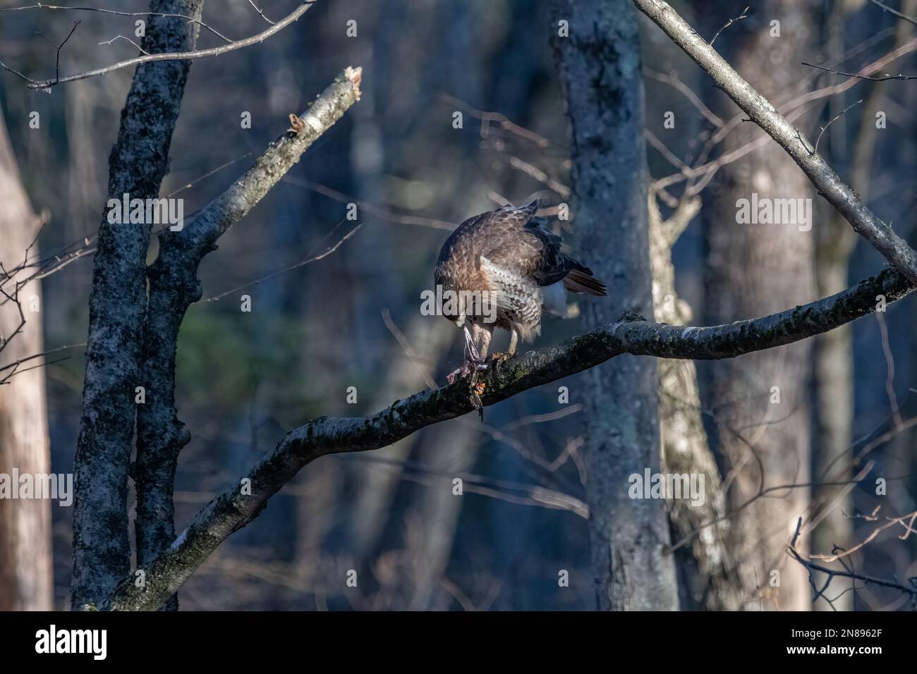 Rotschwanzfalke auf einem Ast, der einen Frosch frisst. Stockfoto