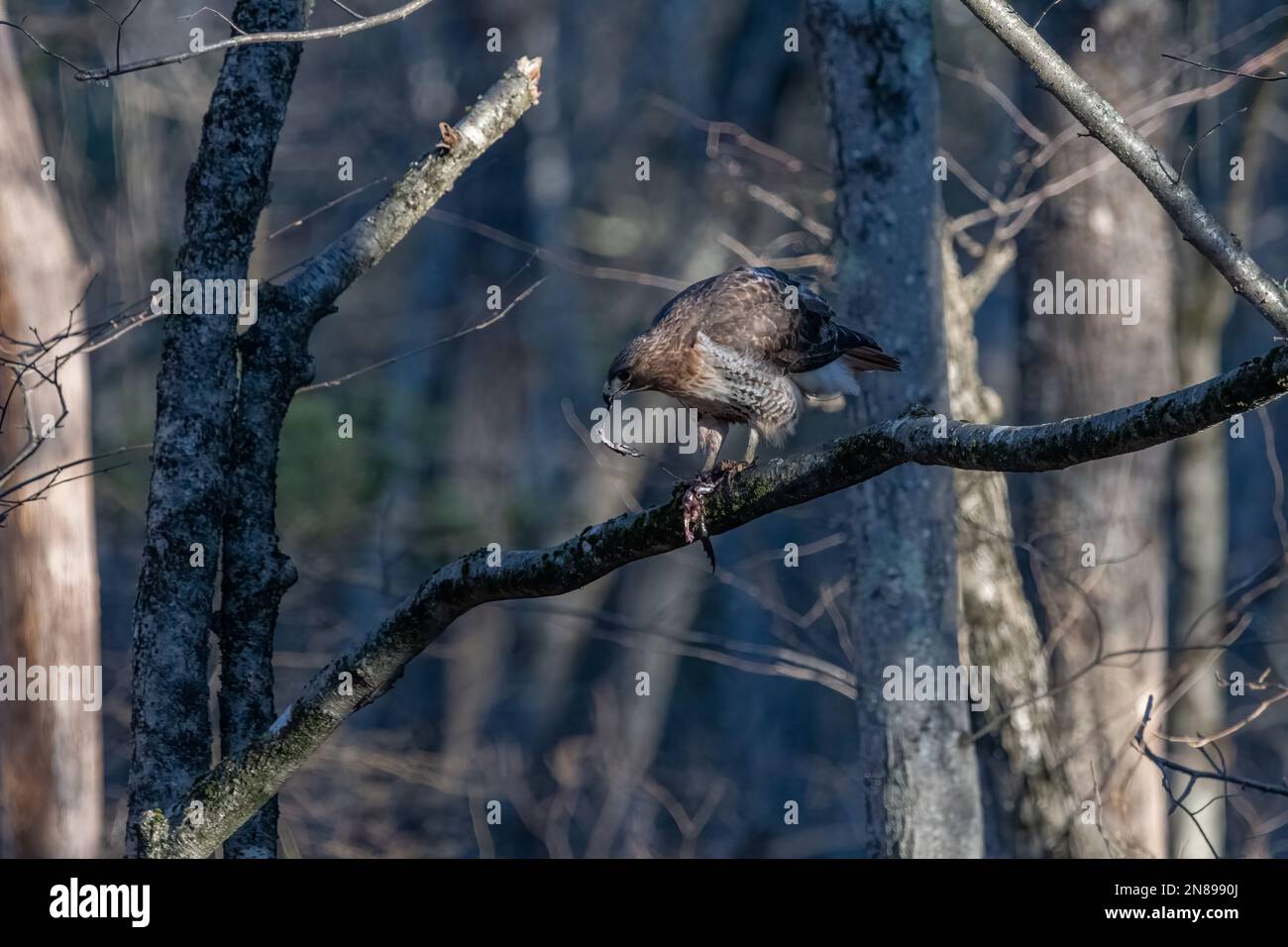 Rotschwanzfalke auf einem Ast, der einen Frosch frisst. Stockfoto
