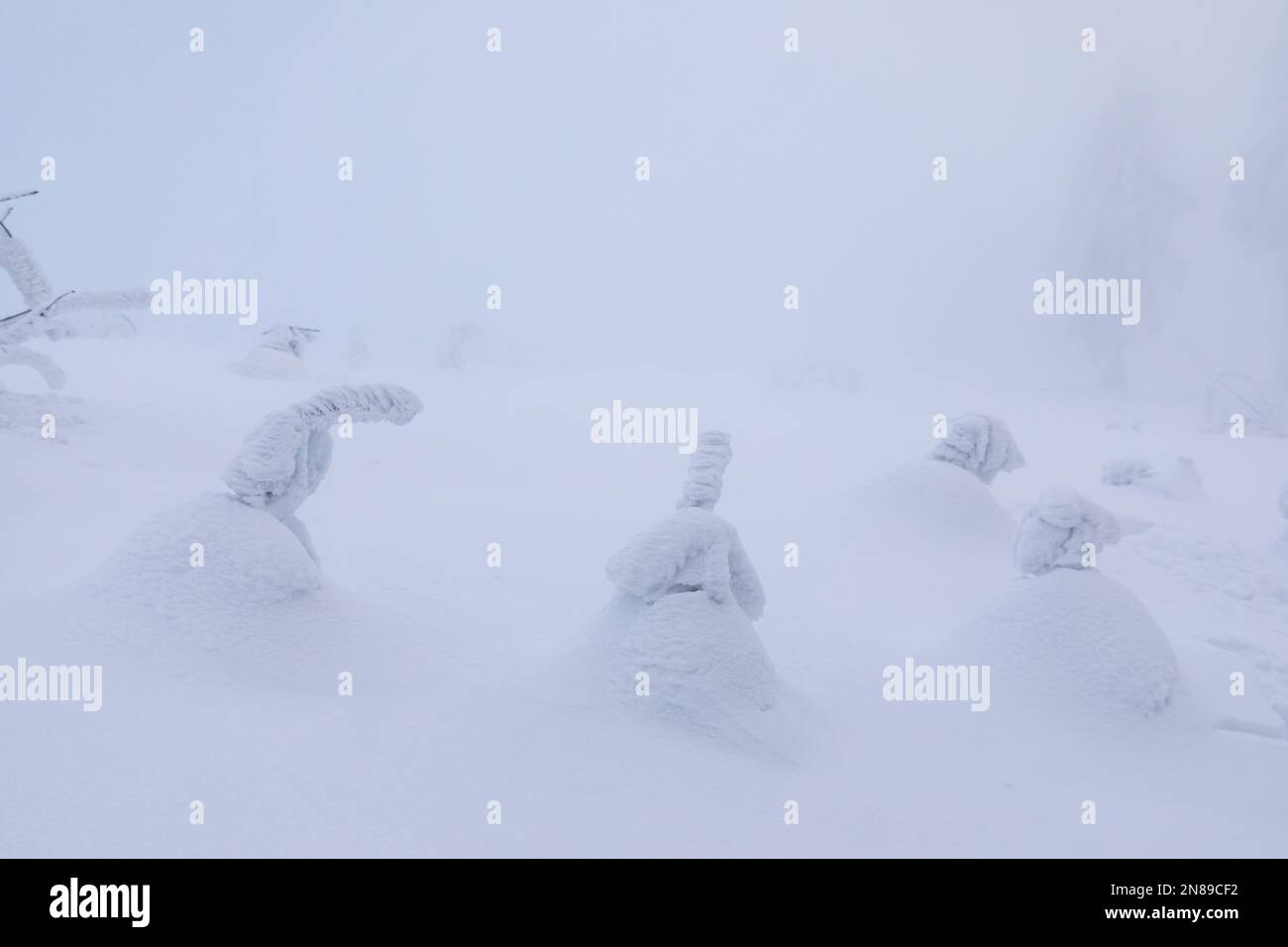 Mystische, minimalistische Winterlandschaft mit kleinen schneebedeckten Büschen Stockfoto