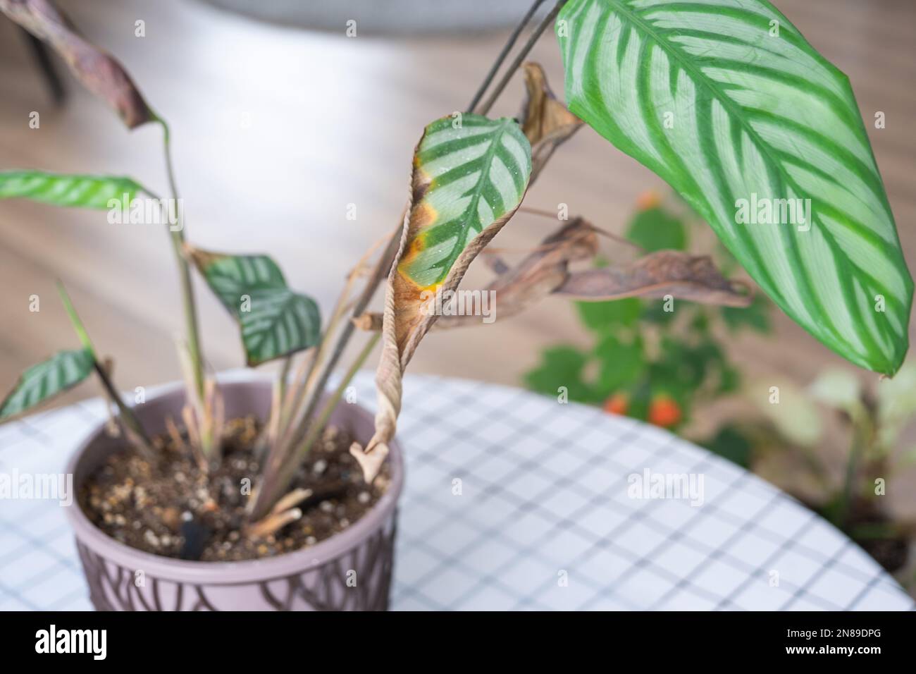 Probleme beim Anbau von Hauspflanzen - Calathea Bltter befallen von einer  Spinnenmilbe, gelbe und trockene Spitzen, berlauf der Pflanze, Verrottung  Stockfotografie - Alamy