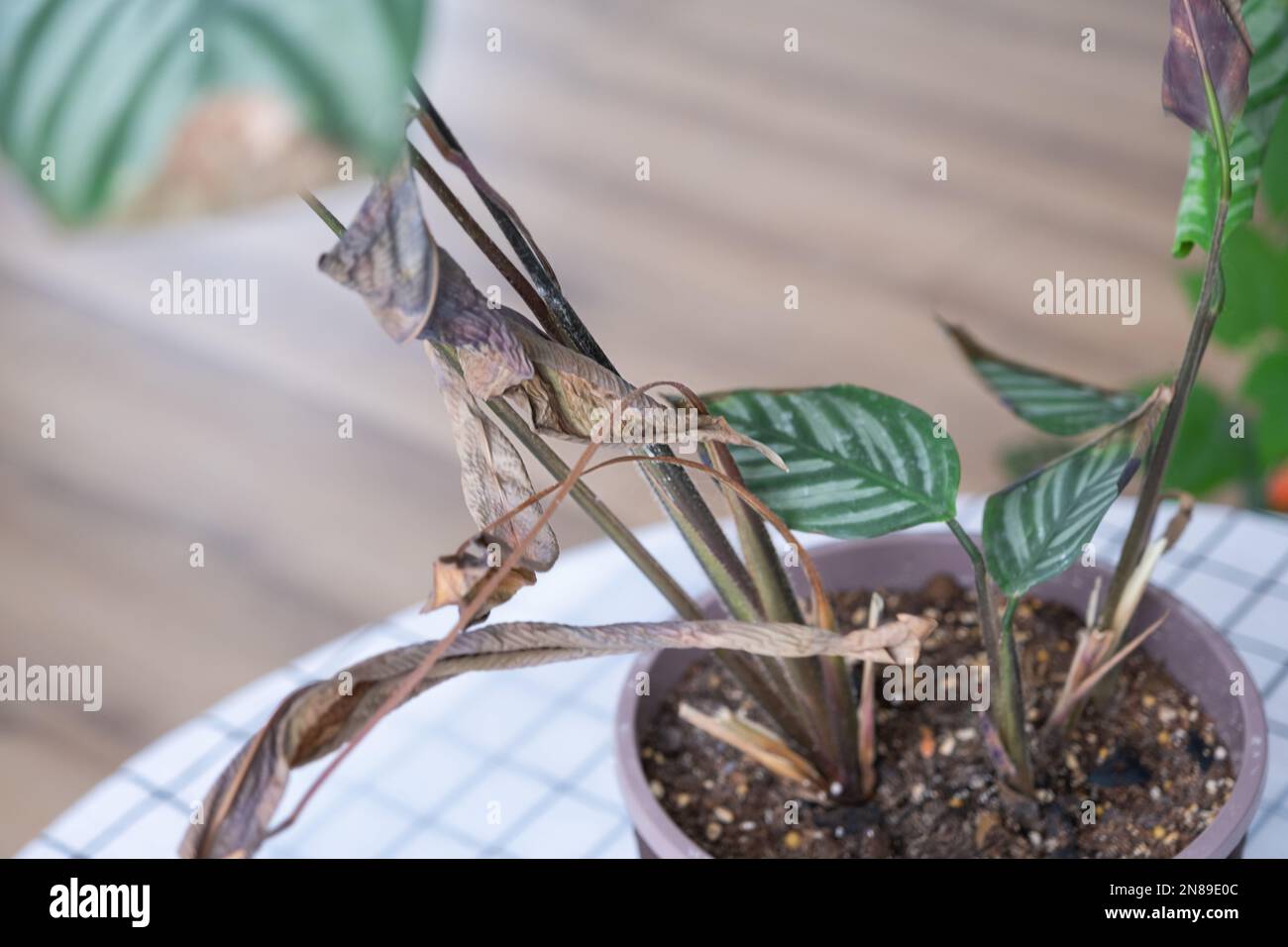Probleme beim Anbau von Hauspflanzen - Calathea Bltter befallen von einer  Spinnenmilbe, gelbe und trockene Spitzen, berlauf der Pflanze, Verrottung  Stockfotografie - Alamy