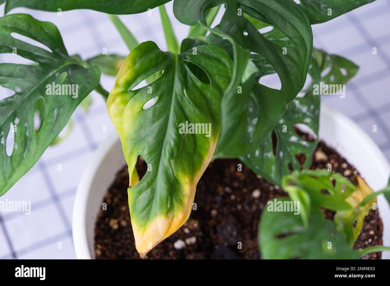 Probleme beim Anbau von Hauspflanzen Monstera Affenmaske - Blätter mit  gelben trockenen Spitzen, verwelkt, befallen von Spinnenmilbe, Überlauf von  pla Stockfotografie - Alamy