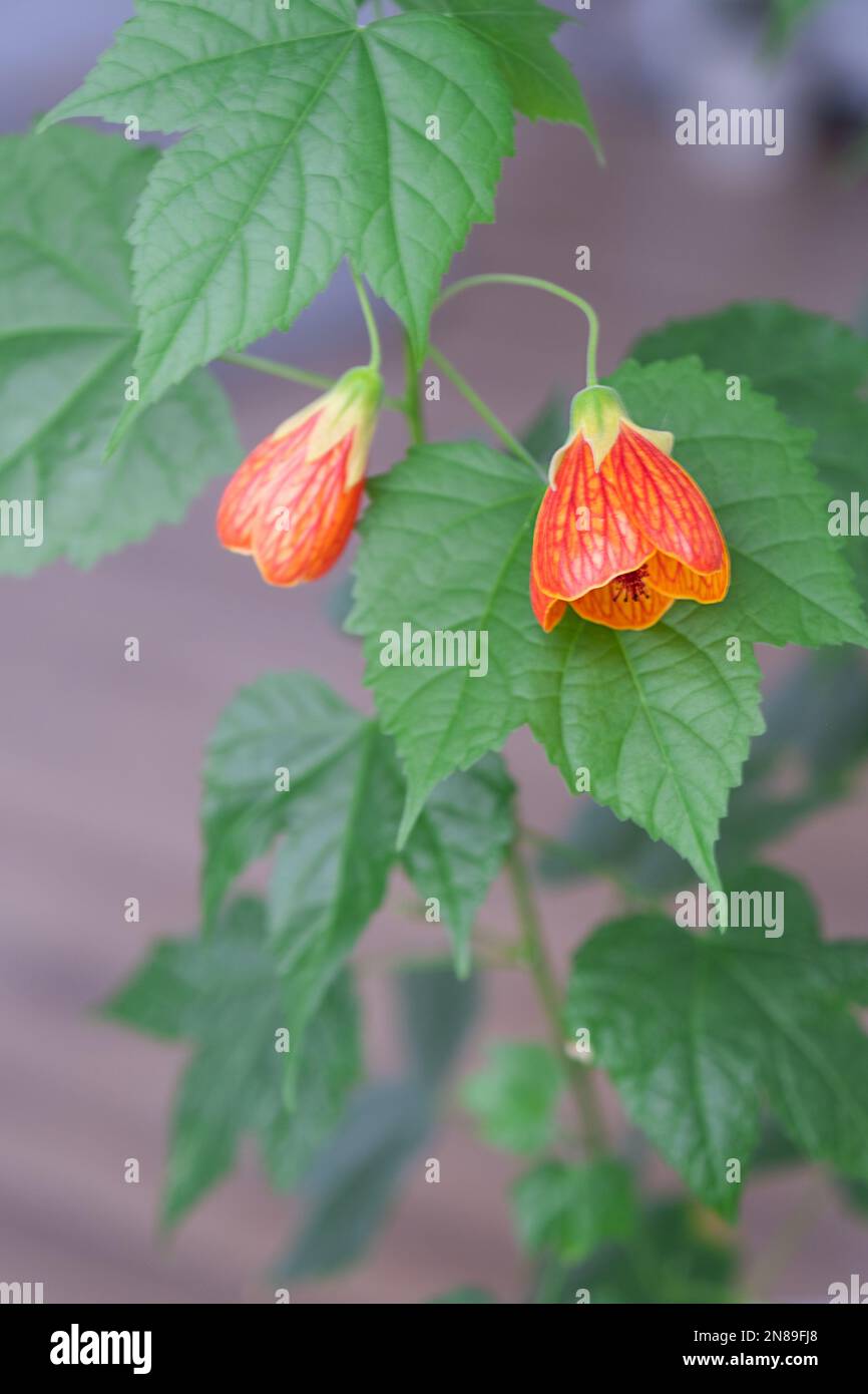Blhende orangefarbene Glockenblume Abutilon Nahaufnahme, eine Raufbeere  aus der Familie Malvaceae. Pflege und Kultivierung von Hauspflanzen auf der  Fensterbank Stockfotografie - Alamy