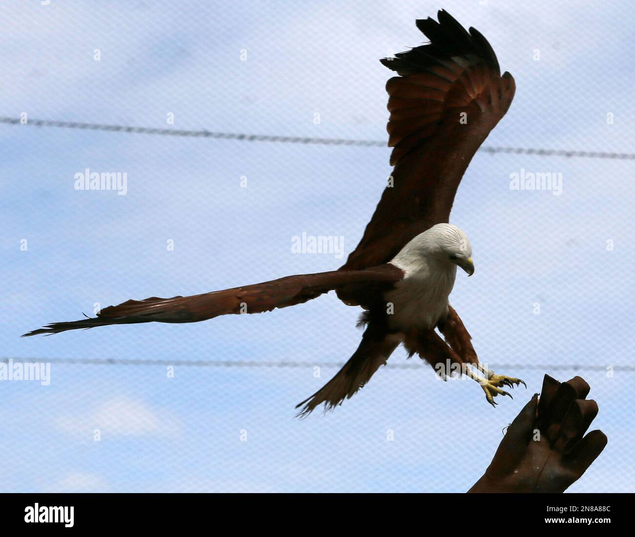 A guest extends his hand to feed a flying Brahminy Kite during the ...