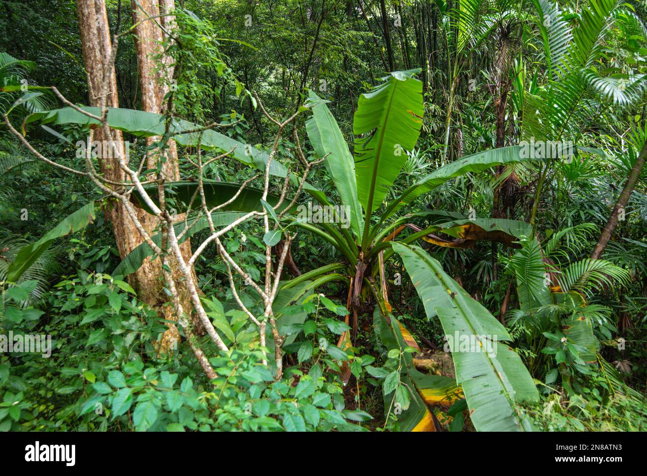 Ein Regenwald in der Nähe der Stadt Bang saphan in der Provinz Prachuap Khiri Khan in Thailand, Thailand, Bang Saphan, Dezember 2022 Stockfoto
