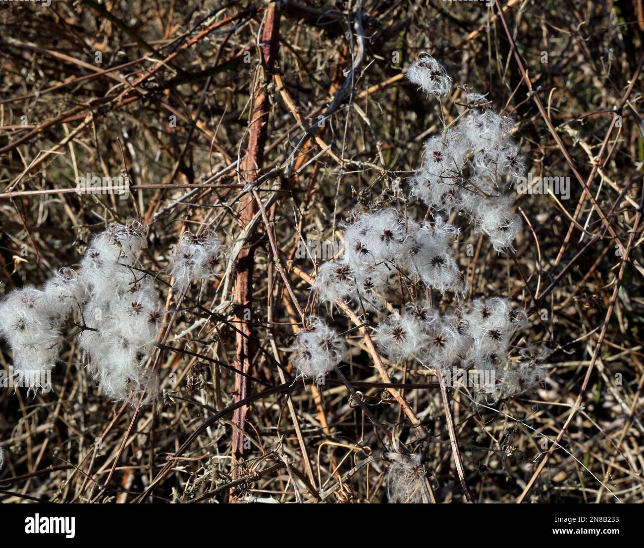 Clematis vitalba oder Old man's Beard, Cardiff. Am 2023. Februar. Im Winter Stockfoto