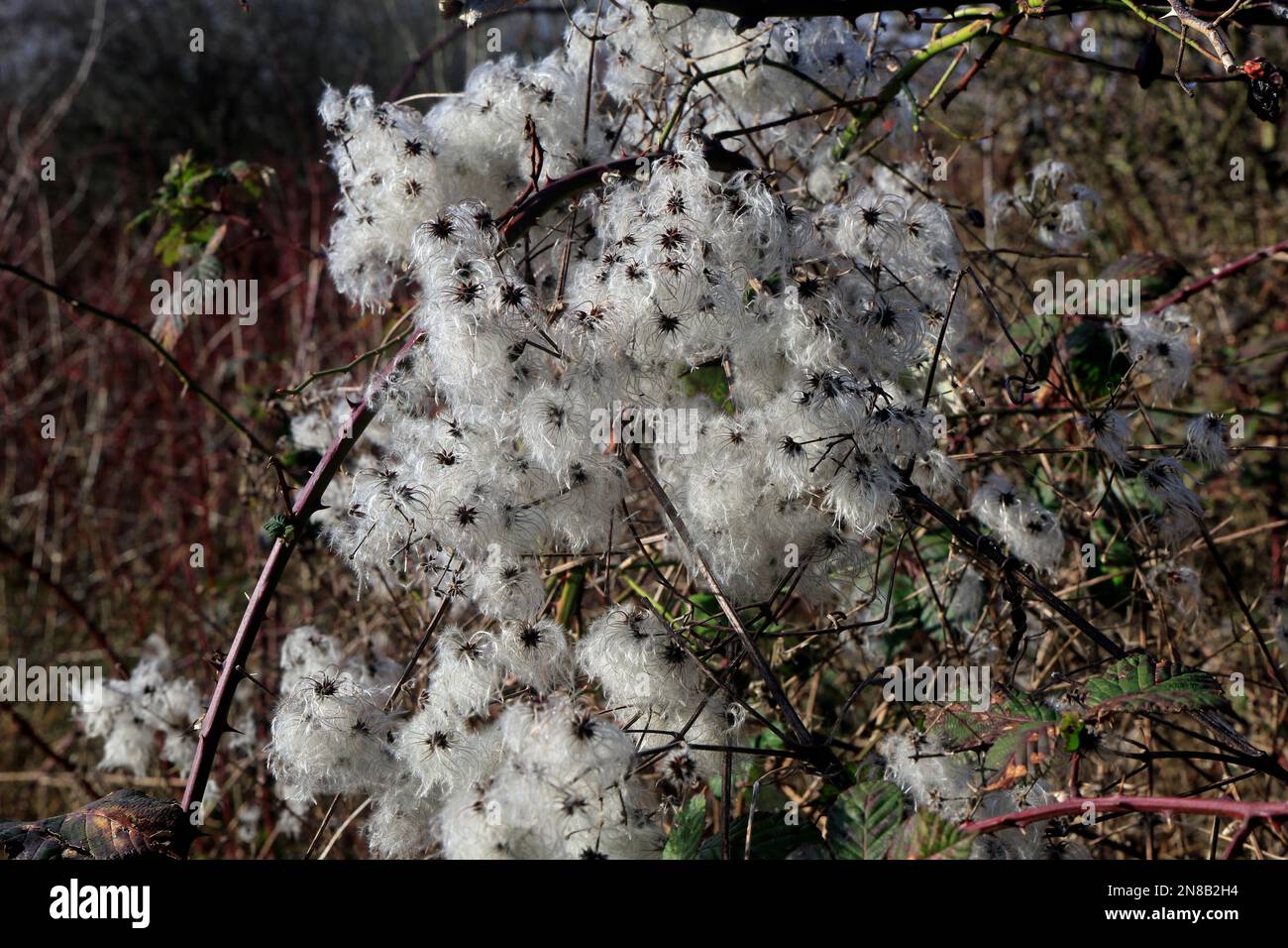 Clematis vitalba oder Old man's Beard, Cardiff. Am 2023. Februar. Im Winter Stockfoto