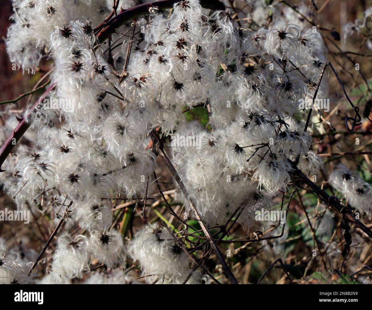 Clematis vitalba oder Old man's Beard, Cardiff. Am 2023. Februar. Im Winter Stockfoto