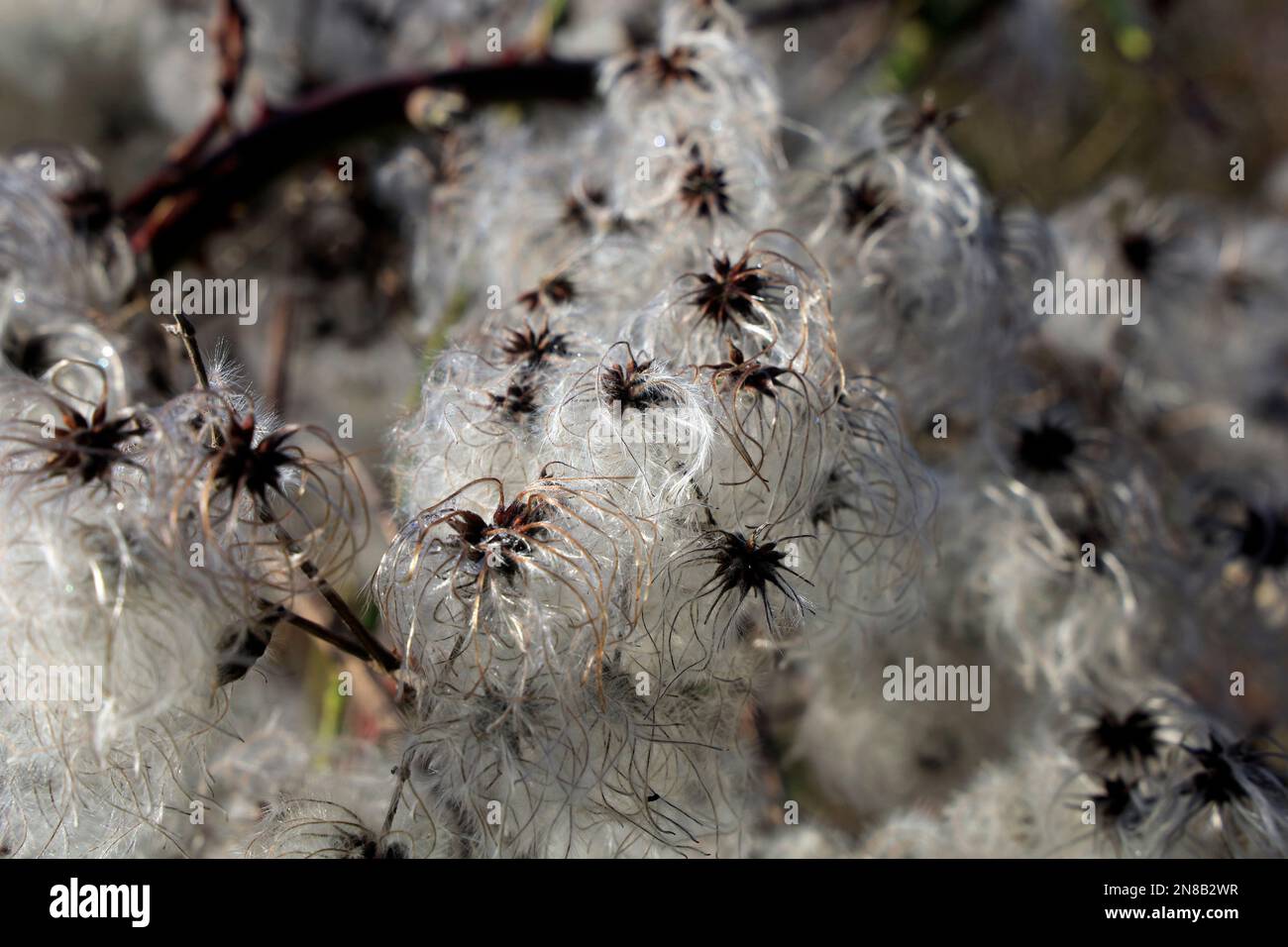 Clematis vitalba oder Old man's Beard, Cardiff. Am 2023. Februar. Im Winter Stockfoto