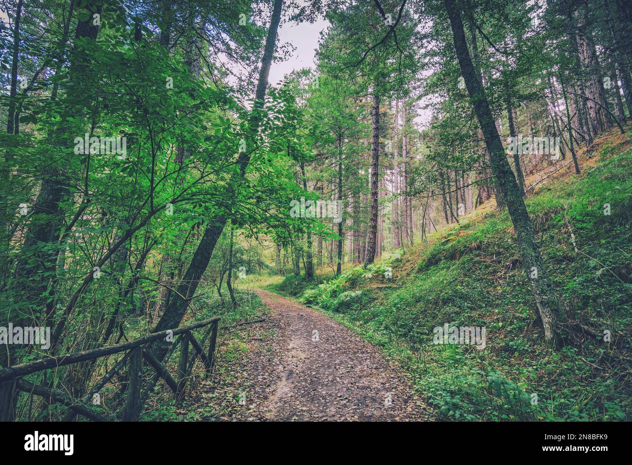 Wanderweg im Sila Park, Kalabrien Stockfoto