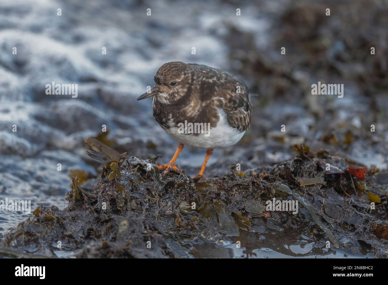 turnstone, Arenaria interprres, steht im Winter am Strand in großbritannien Stockfoto