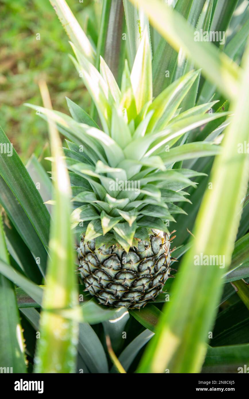Eine Ananasplantage in Khao Takiap in der Nähe der Stadt Hua hin in der Provinz Prachuap Khiri Khan in Thailand, Thailand, Hua hin, November 2022 Stockfoto
