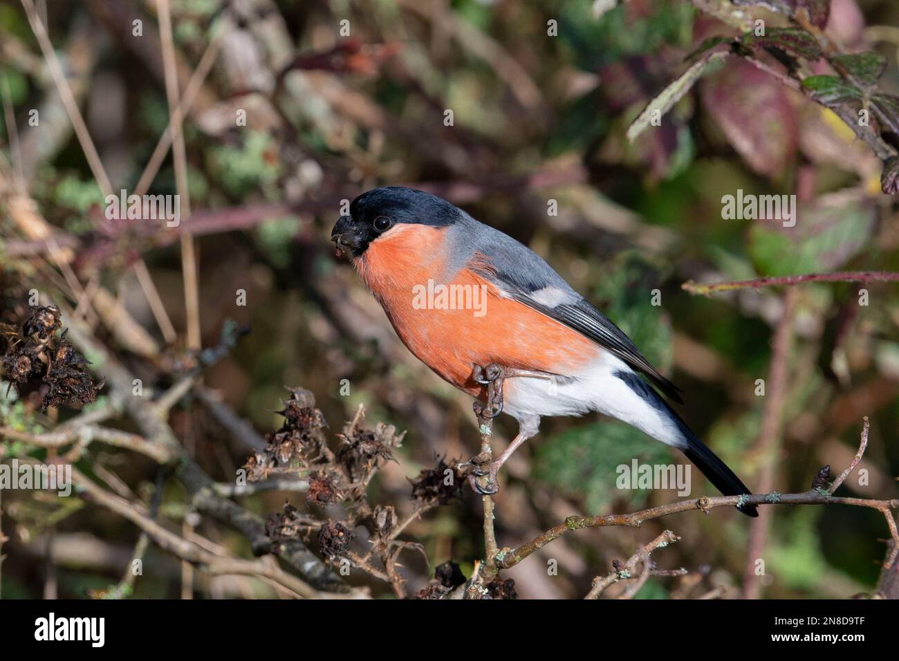 Männlicher Eurasischer Bullfink (Pyrrhula pyrrhula), der Brombeersamen füttert, Yorkshire, England. Stockfoto