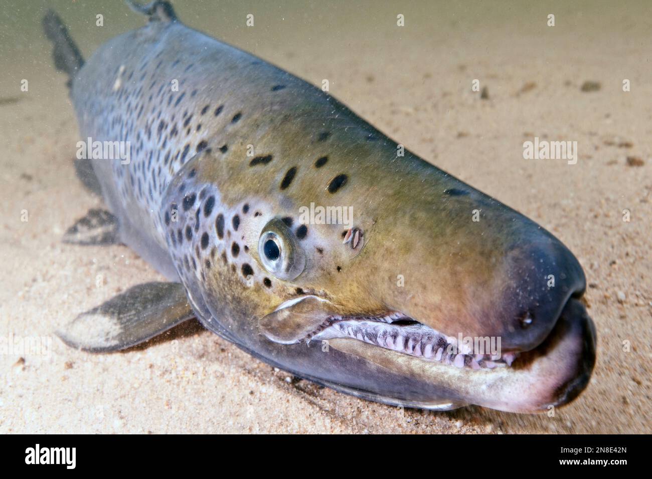 Landlock Atlantic Salmon Male, Squam Lake, NH, Nahaufnahme mit Typ oder Haken am Unterkiefer. Stockfoto