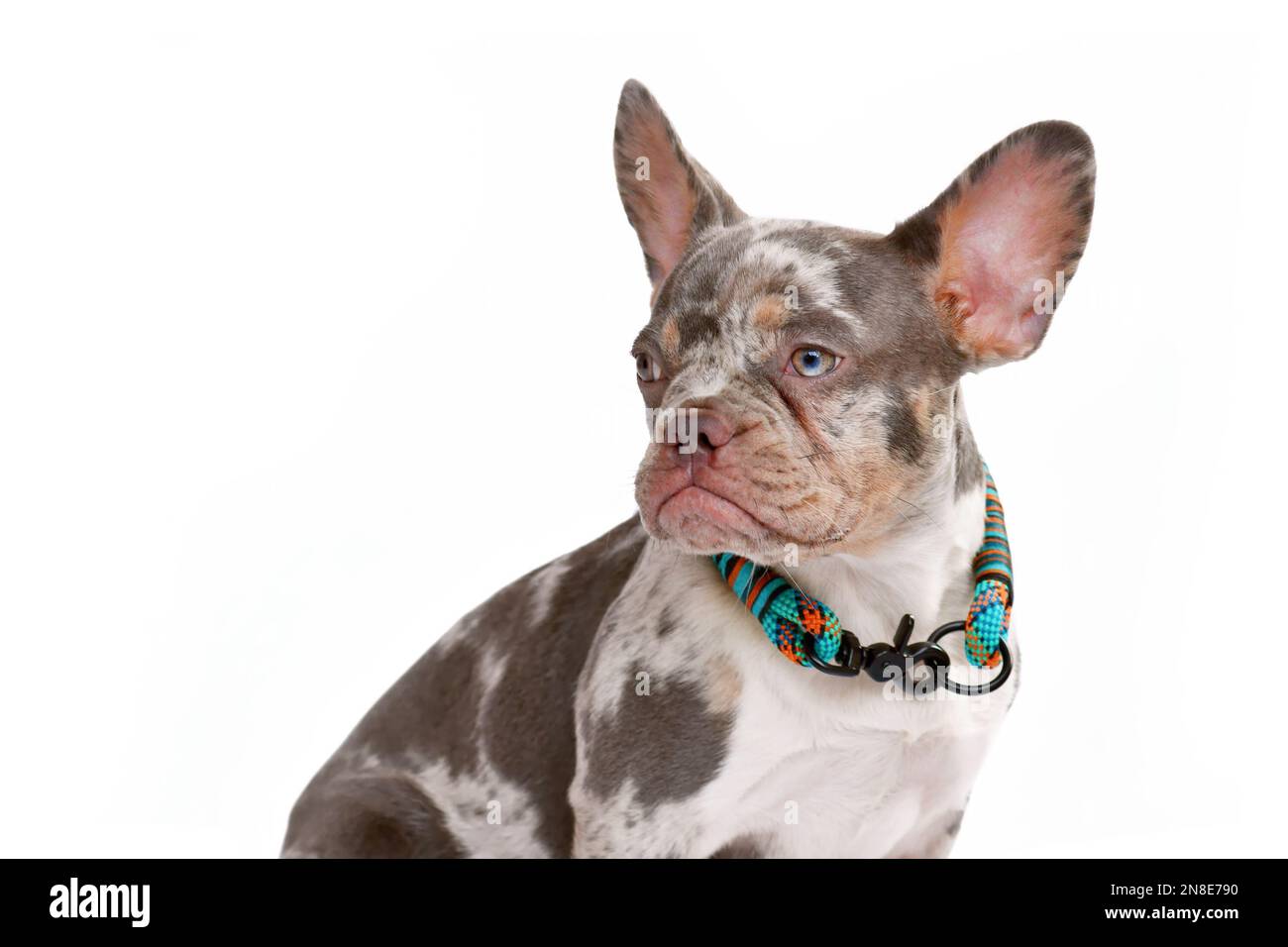 Porträt von Merle tan farbigen Französisch Bulldog Hund mit Kragen auf weißem Hintergrund Stockfoto