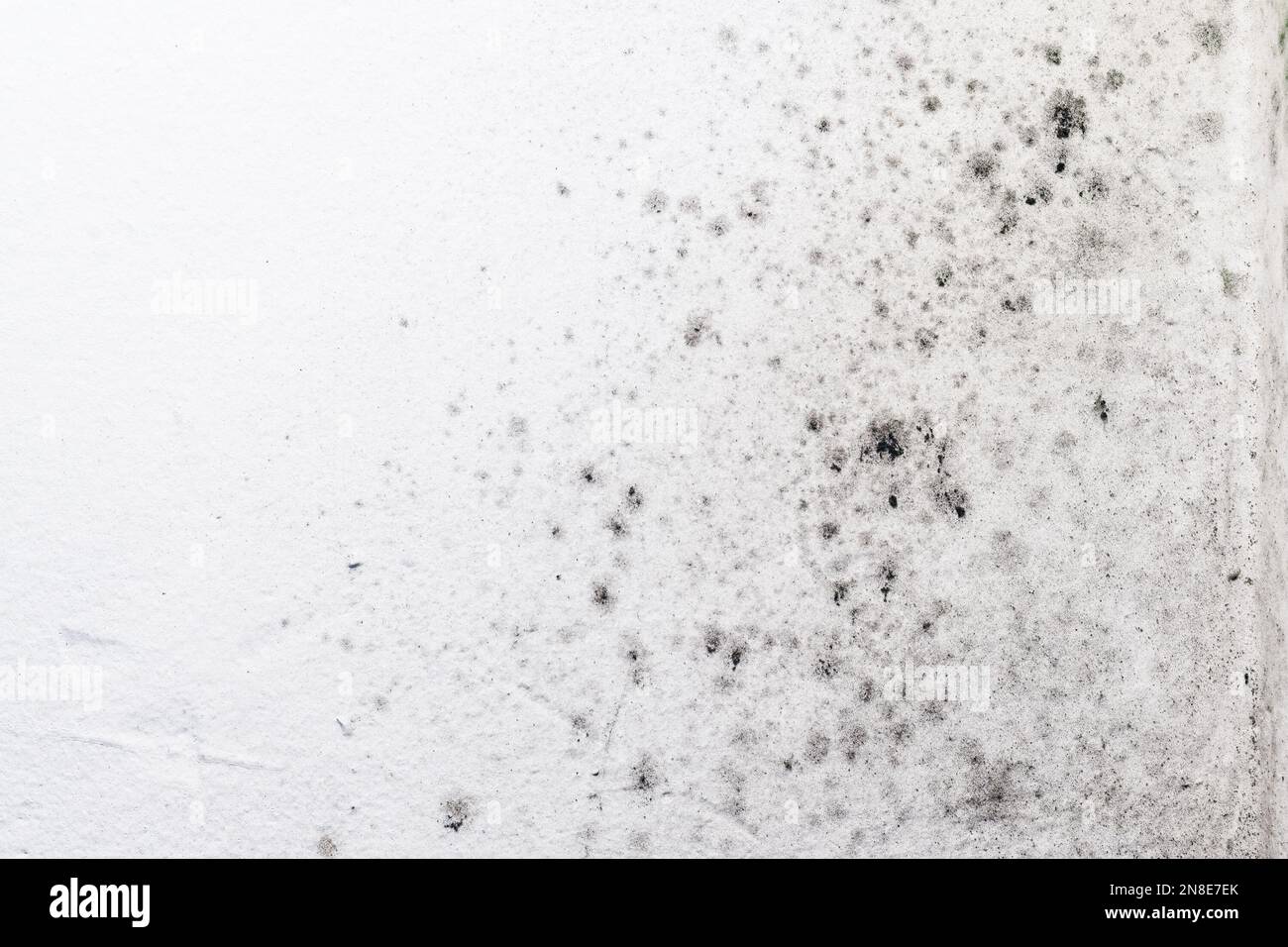 Pilzschimmelflecken an der weißen Raumwand Stockfoto