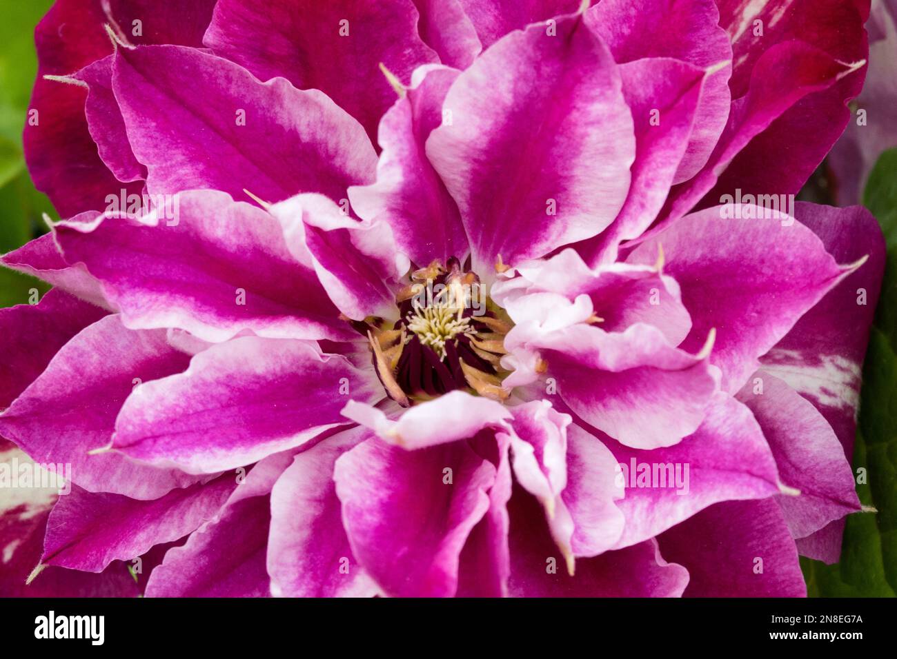 Pink Clematis 'My Darling', Clematis Blume Stockfoto