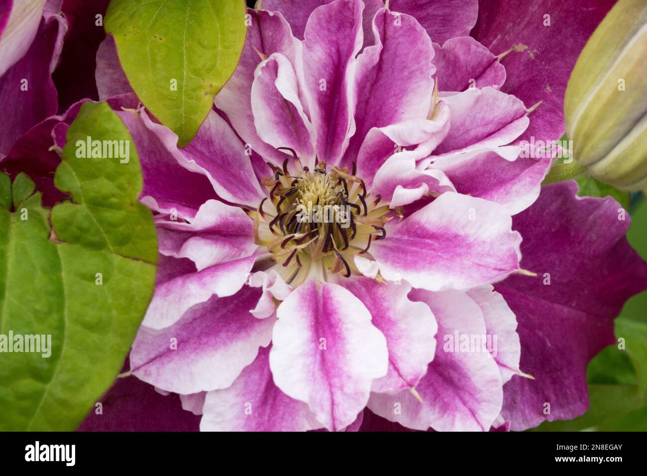 Pink Clematis 'My Darling', Clematis Blume Stockfoto