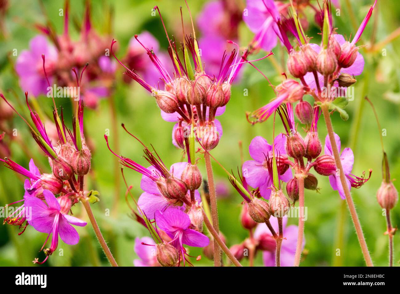 Hardy, Geranium macrorrhizum „Bevans Variety“, Pink, Cranesbill, Blumen, Nahaufnahme, Blüht, Geranien Stockfoto