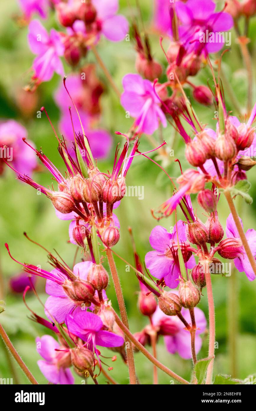 Blooming, Cranesbill, Geranium „Bevans Variety“, Nahaufnahme, Pink, Blume, Garten, Geranium macrorrhizum Stockfoto