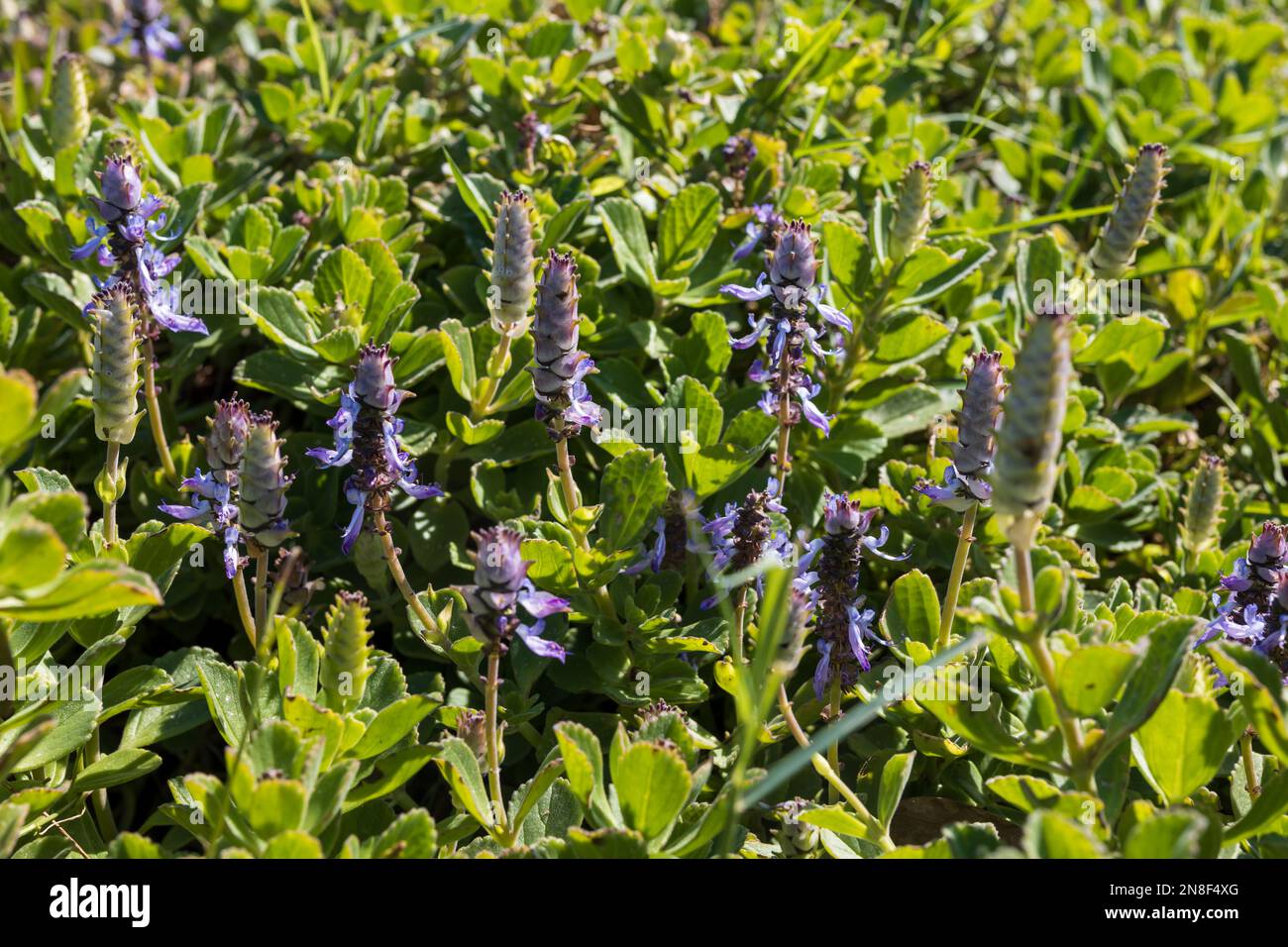 Plectranthus neochilus (Hummerblume) - Ein ganzjähriges, aromatisches, saftiges Kraut, das als bodenumarmende, breite Spreizmatte unter einem Fuß Tal wächst Stockfoto