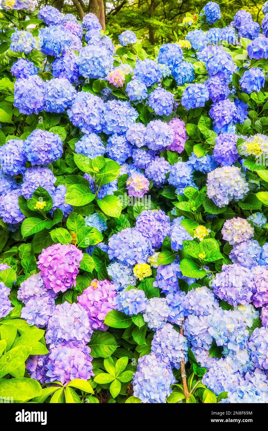 Farbenfrohe violette Kugelblumen auf grünen Buschpflanzen im öffentlichen Gartenpark in Christchurch, Neuseeland. Stockfoto