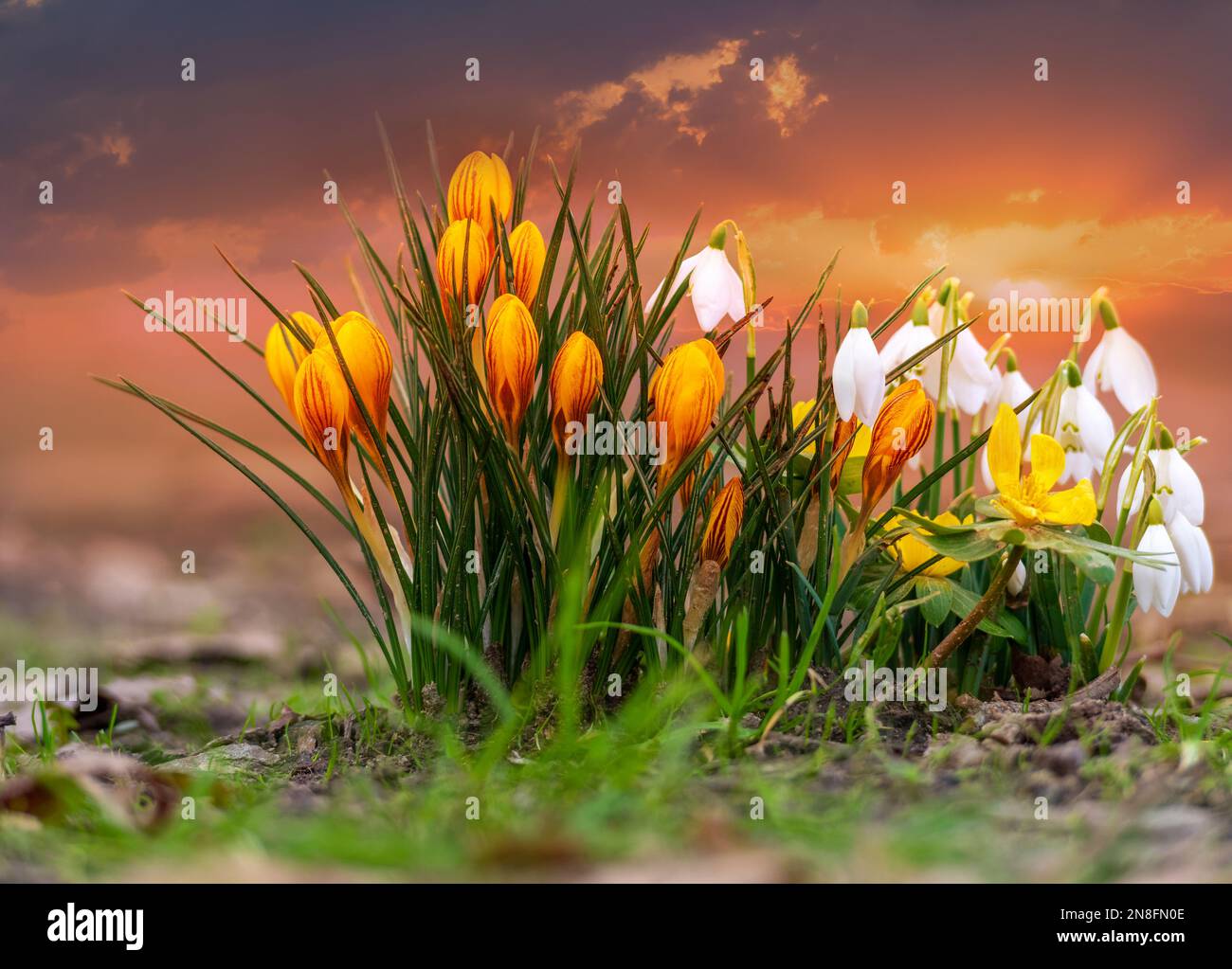 Wunderschöne, frische Schneeglöckchen und gelbe Krokusblüten im Freien, in der Hauptsaison Stockfoto