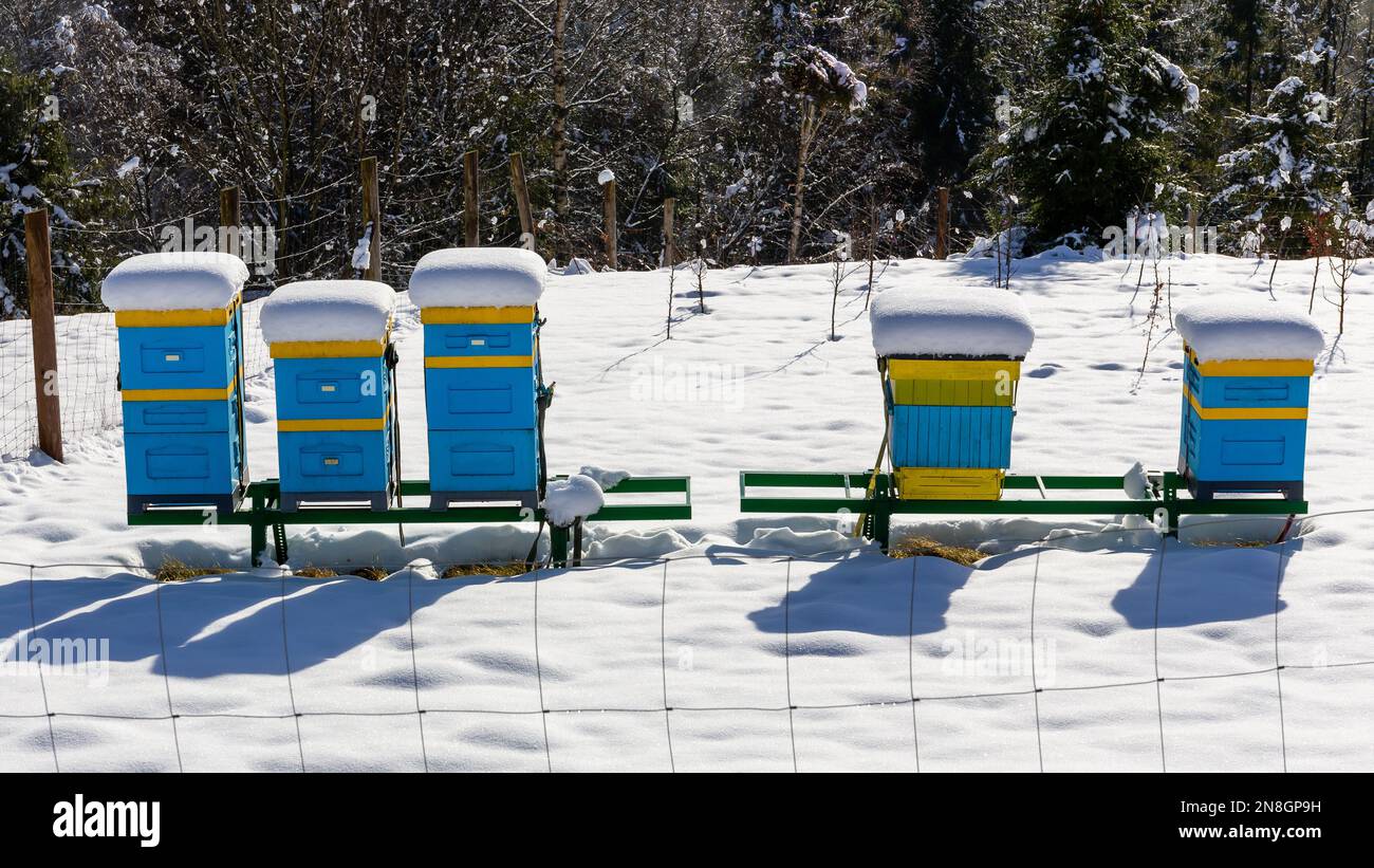 Gelb-blaue Bienenstöcke für die Imkerei, im Winter mit Schnee bedeckt in den Beskiden, Polen. Stockfoto