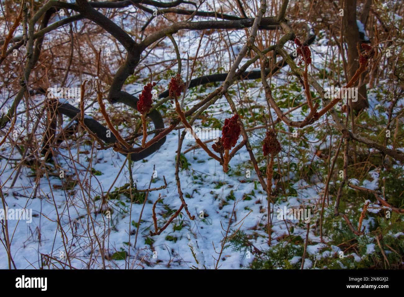 Zweige und Früchte des Sumacbusches Rhus coriaria mit Schneefall in der Wintersaison. Stockfoto Zweige und Früchte des Sumacbusches Rhus coriaria mit Schneefall in der Wintersaison. Stockfoto