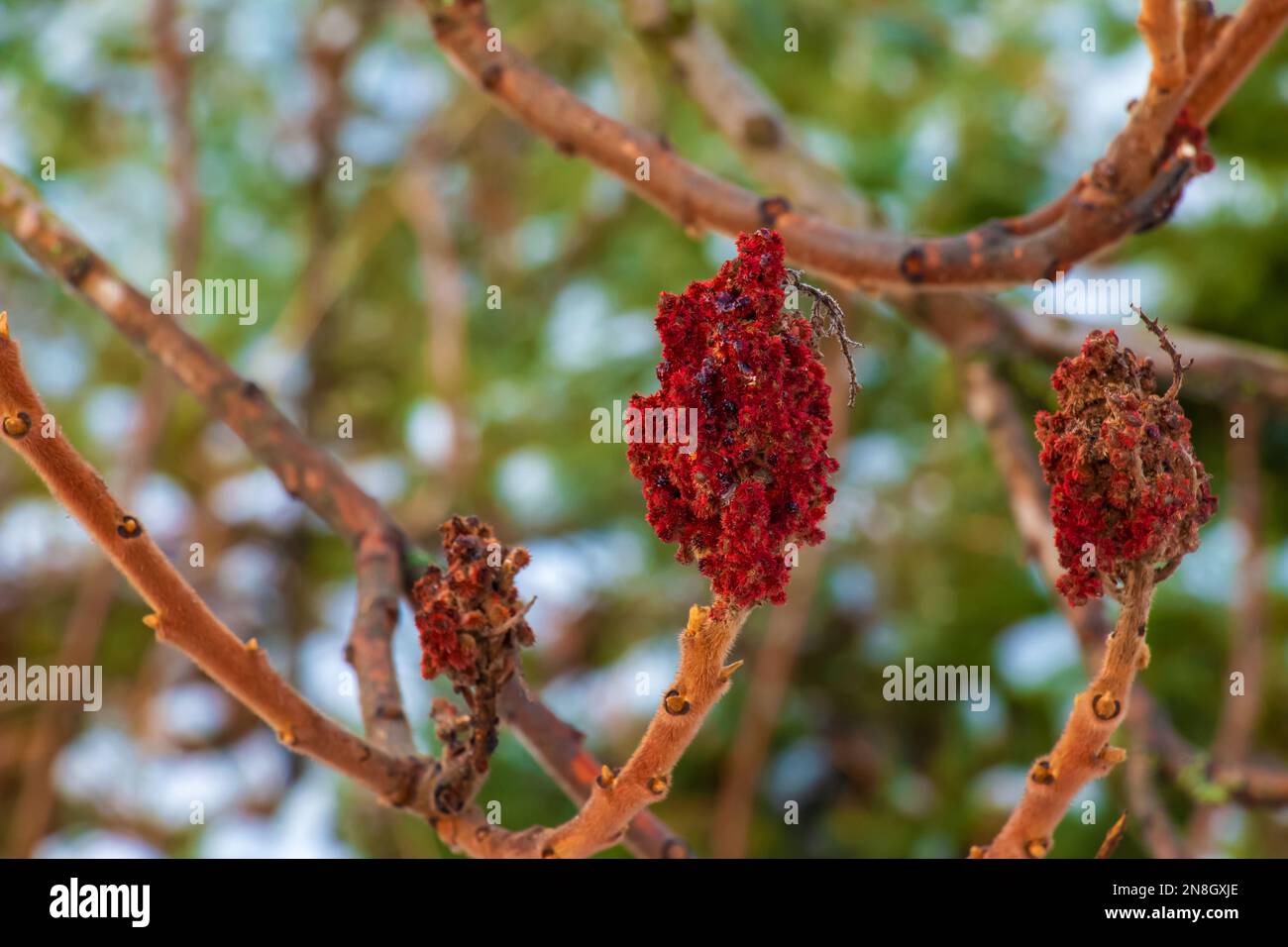 Zweige und Früchte des Sumacbusches Rhus coriaria mit Schneefall in der Wintersaison. Stockfoto Zweige und Früchte des Sumacbusches Rhus coriaria mit Schneefall in der Wintersaison. Stockfoto