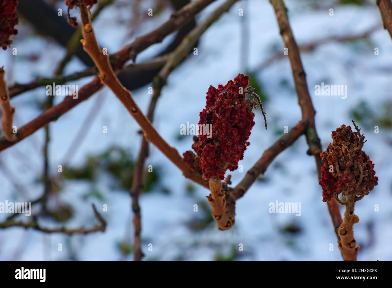 Zweige und Früchte des Sumacbusches Rhus coriaria mit Schneefall in der Wintersaison. Stockfoto Zweige und Früchte des Sumacbusches Rhus coriaria mit Schneefall in der Wintersaison. Stockfoto