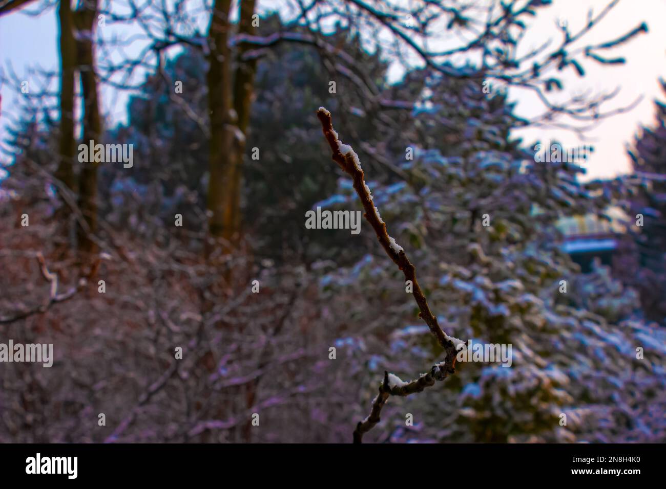 Äste und Früchte von Staghorn sumac Rhus typhina mit Schnee bedeckt in der Wintersaison. Stockfoto Äste und Früchte von Staghorn sumac Rhus typhina mit Schnee bedeckt in der Wintersaison. Stockfoto