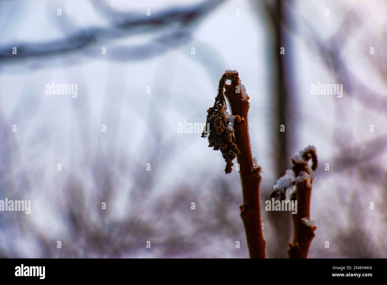 Äste und Früchte von Staghorn sumac Rhus typhina mit Schnee bedeckt in der Wintersaison. Stockfoto Äste und Früchte von Staghorn sumac Rhus typhina mit Schnee bedeckt in der Wintersaison. Stockfoto
