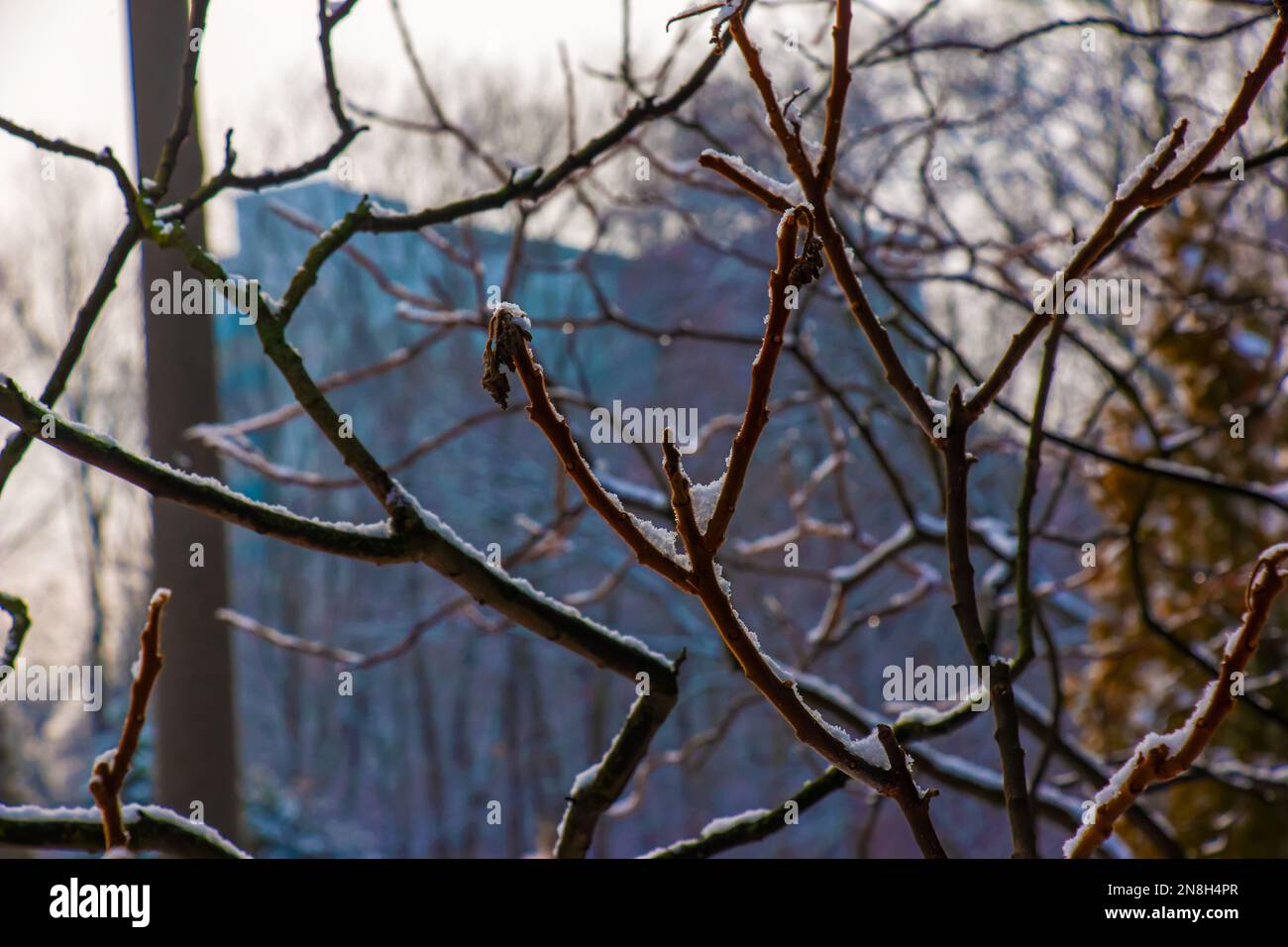 Äste und Früchte von Staghorn sumac Rhus typhina mit Schnee bedeckt in der Wintersaison. Stockfoto Äste und Früchte von Staghorn sumac Rhus typhina mit Schnee bedeckt in der Wintersaison. Stockfoto