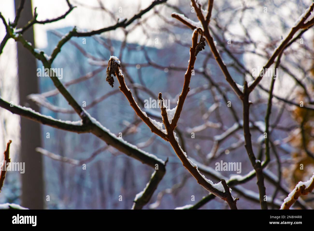 Äste und Früchte von Staghorn sumac Rhus typhina mit Schnee bedeckt in der Wintersaison. Stockfoto Äste und Früchte von Staghorn sumac Rhus typhina mit Schnee bedeckt in der Wintersaison. Stockfoto