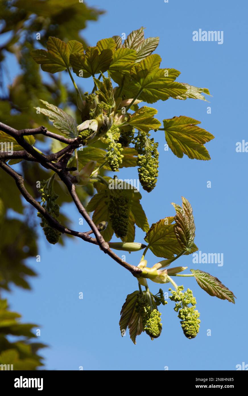 Siamore aus Palmablättern und dass die Blumen klein, grün-gelb sind und in Spikes hängen, oder „Racemes“. Stockfoto