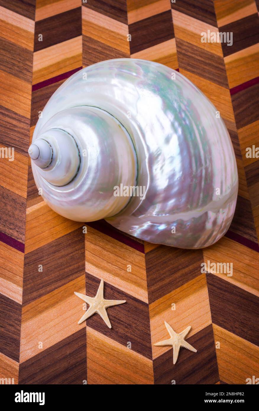 White Shell Und Seesterne Stockfoto