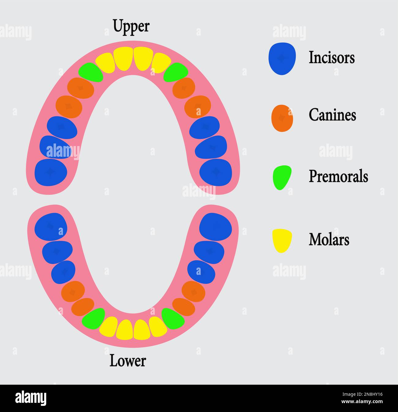 Zahnkarten, menschliche permanente Zähne, menschliche Zahnanatomie .Bildvektor Stock Vektor