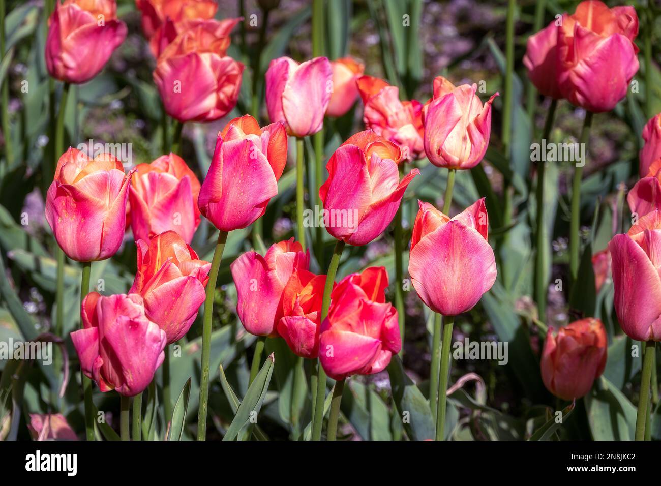 Wunderschöne Tulipa, atemberaubende Aprikose an einem sonnigen Frühlingstag Stockfoto