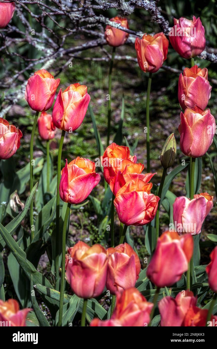 Wunderschöne Tulipa, atemberaubende Aprikose an einem sonnigen Frühlingstag Stockfoto