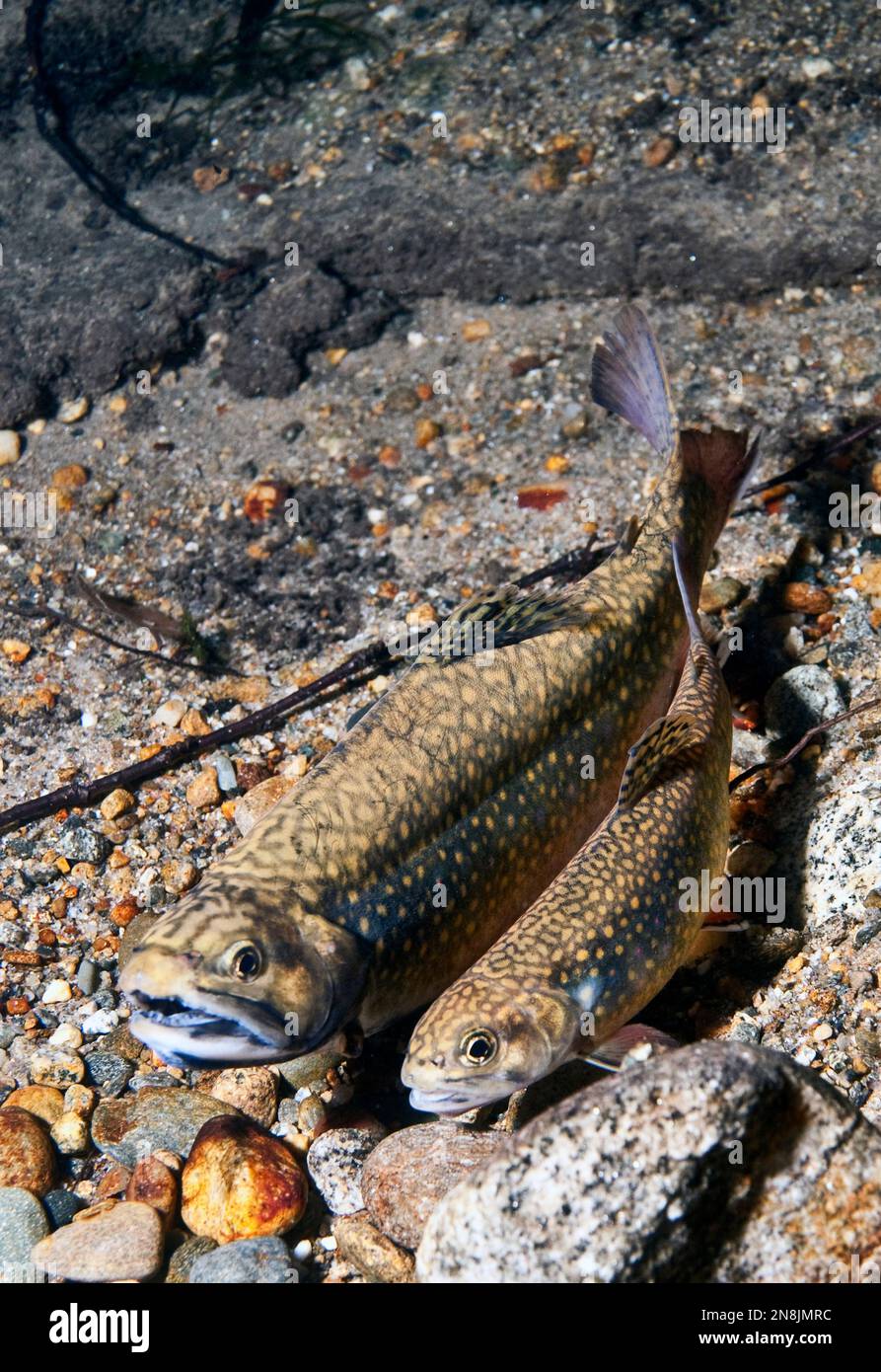 Östliche Brook-Forellen Laichen Stockfoto