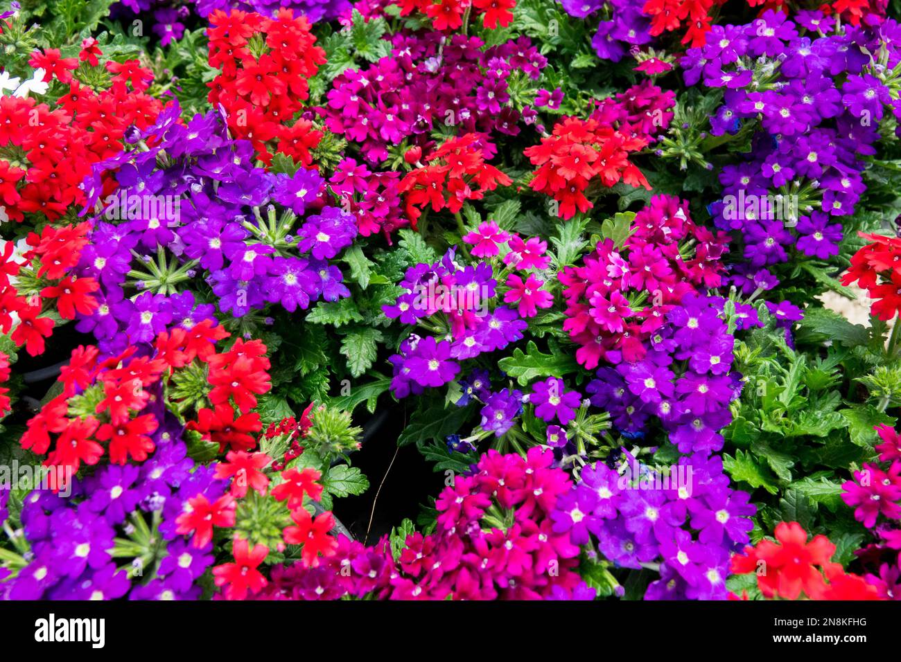 Verbena hybrida, Rot, Blau, farbig, Eisenkraut, Blumen Stockfoto