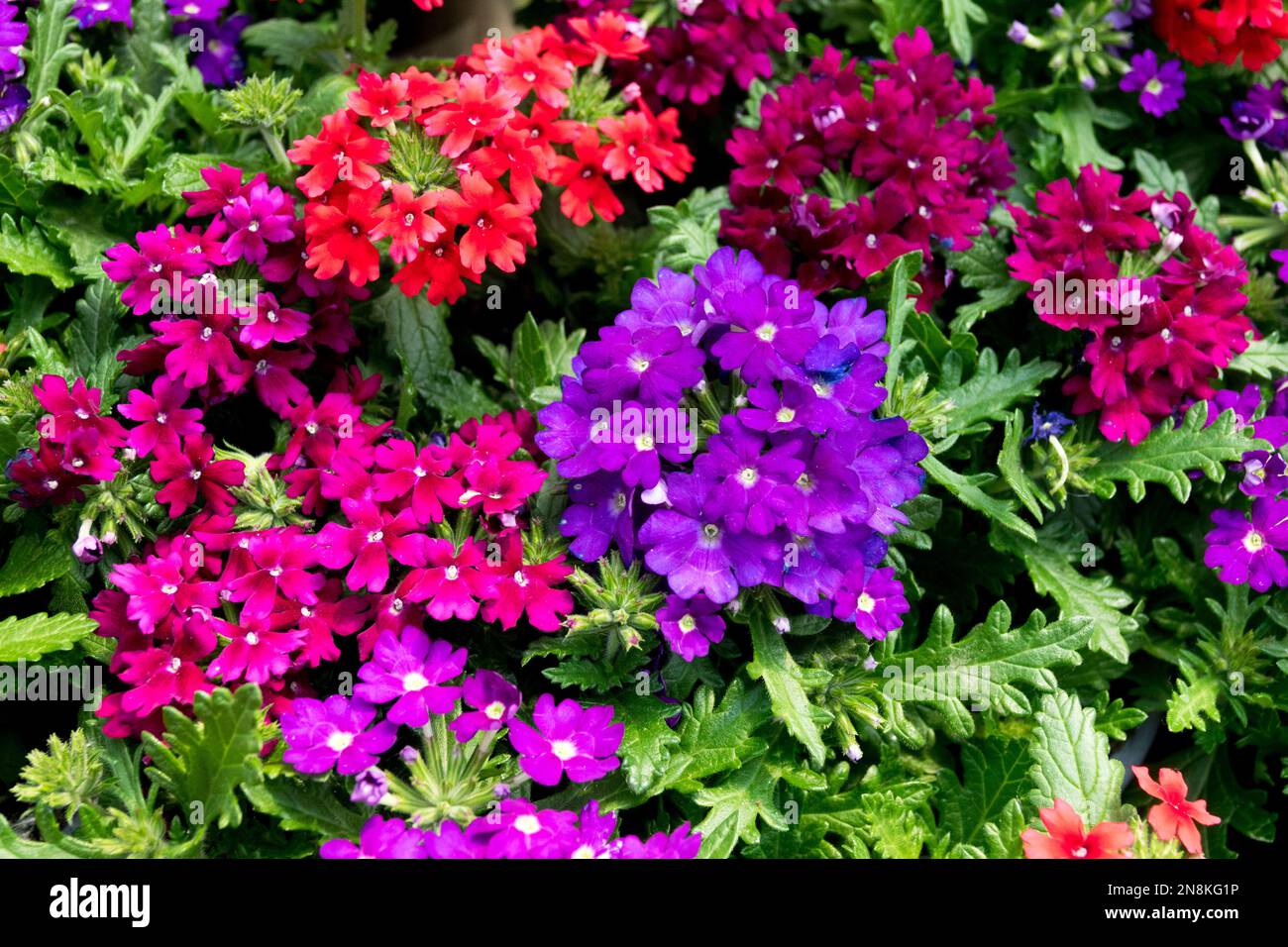 Malve Blumen Purpurblaue Blumen Verbena Hybrid bunte Eisenkraut Pflanzen blühen Stockfoto